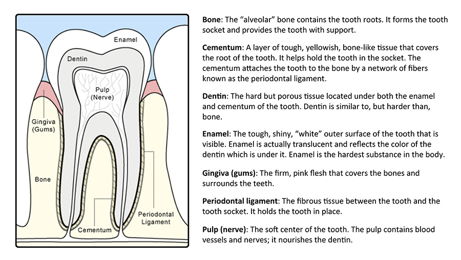 Labeled tooth anatomy diagram showing enamel, dentin, pulp, gums, bone, cementum, and the periodontal ligament