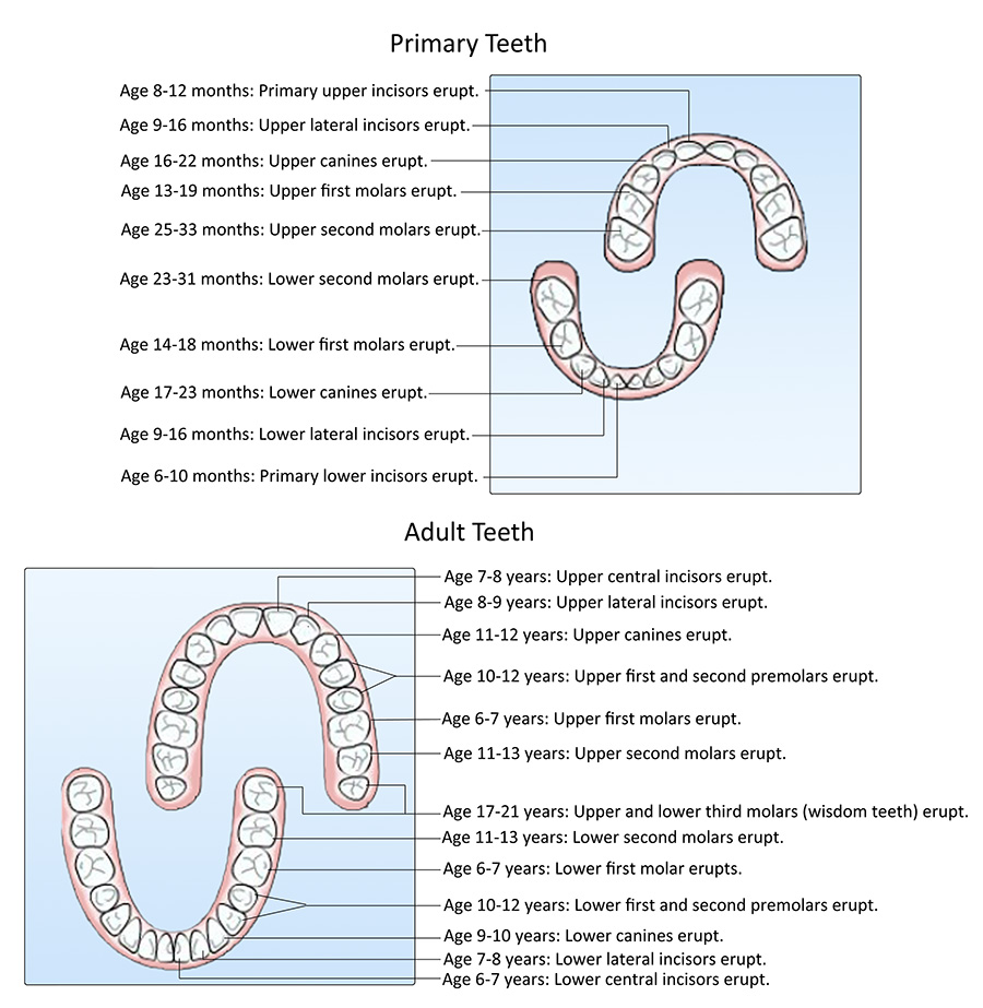 Chart showing the typical eruption ages for primary and adult teeth